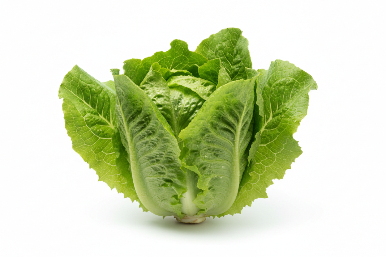 lechuga chilena con fondo blanco